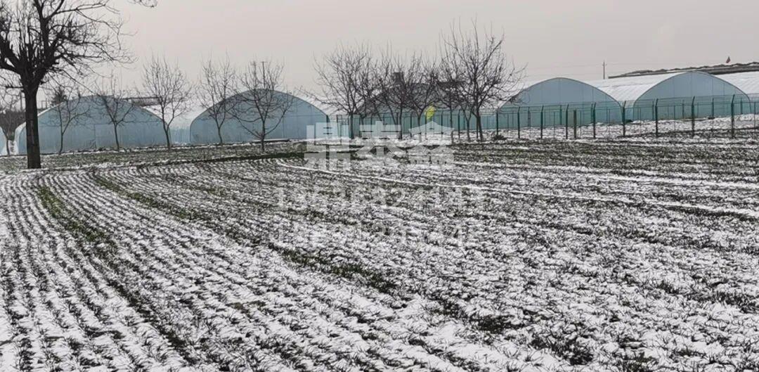 应对大雪，稳固棚室—《雪天温室管...