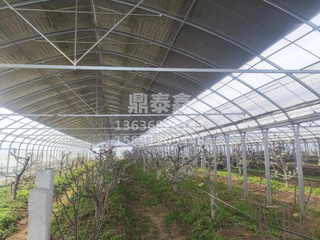 椭圆管连栋温室：为果树种植提供稳...