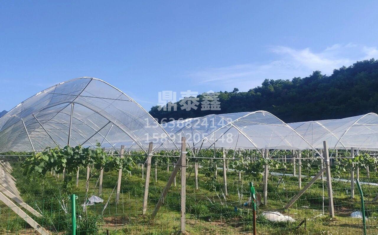 樱桃避雨棚：科学防控裂果病害，为...